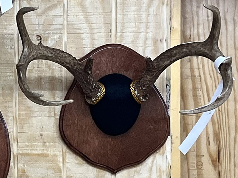 Trophy Room Jackson Branch Taxidermy